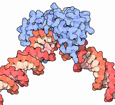 image of tata-binding protein on DNA