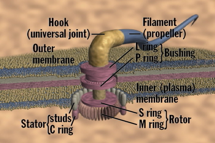 mechanistic rendering of bacterial flagellum