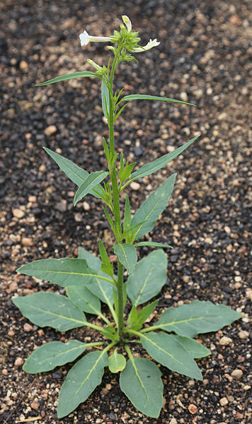 Coyote tobacco plant