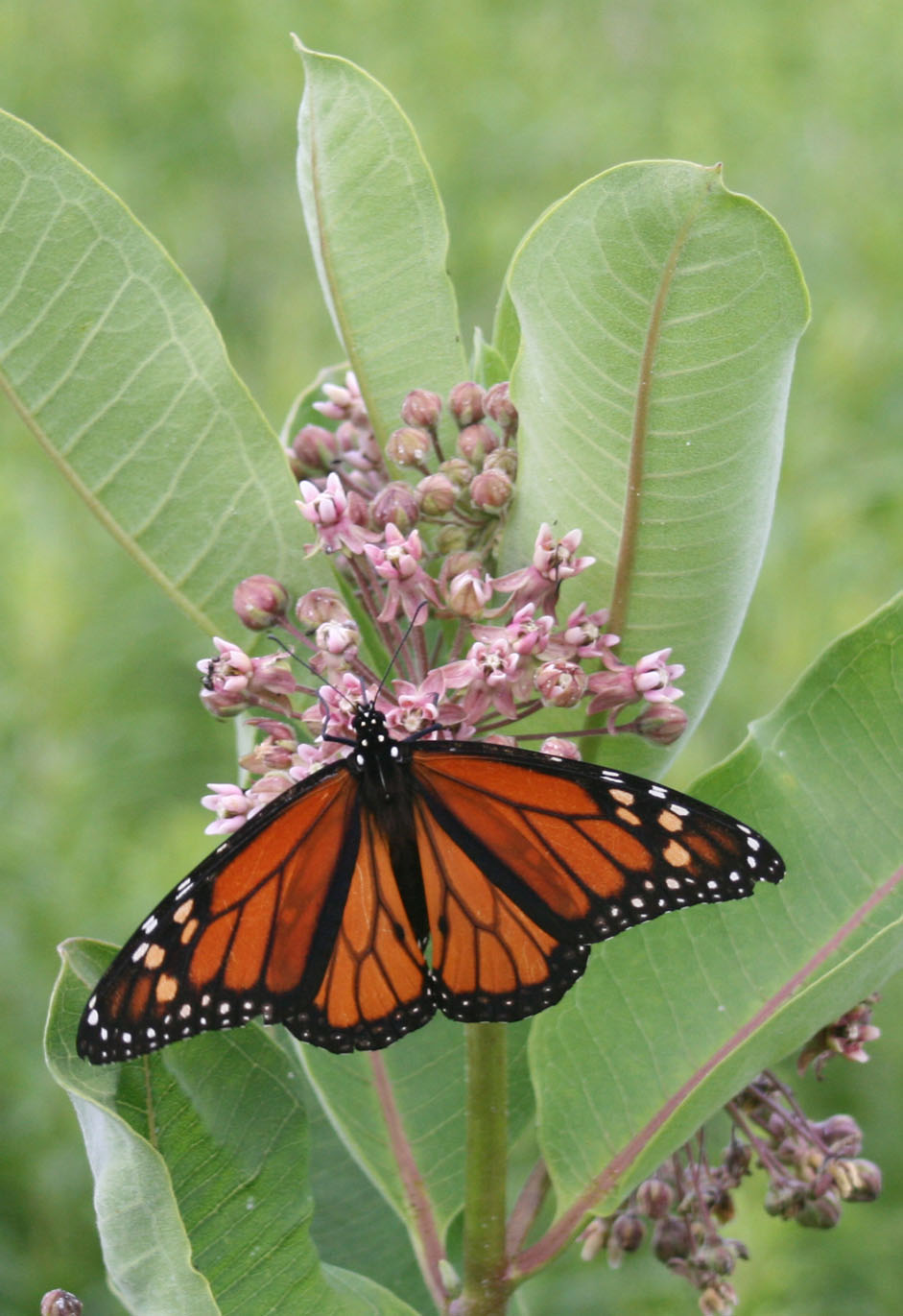 Monarch butterfly