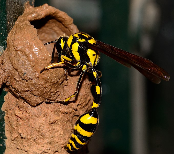 potter wasp